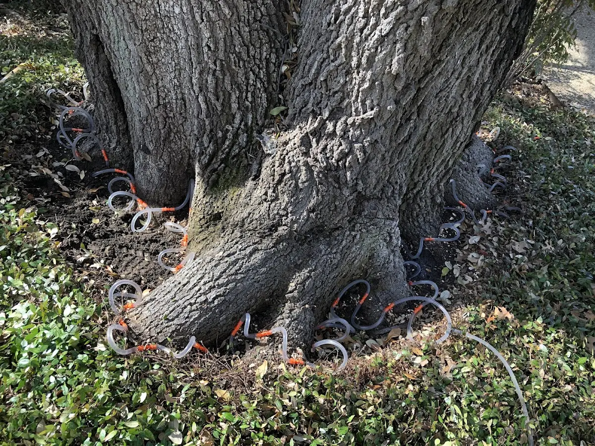 Detailed Tree Cabling and Bracing job site in Pickford